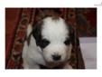 Price: $800
Female St Bernard puppy for sale. Dixie (AKC) had her first litter of puppies! Wonder St. Bernard puppies! 3 Boys and 5 girls! Gorgeous markings, 3 with the Monk's Cap. They have been in our home since birth and are socialized everyday! We