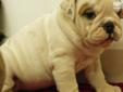 Price: $1600
Outgoing, loving, healthy female fawn & white english bulldog; AKC registered and comes with a pedigree, microchip, current vaccinations, and a one year health guarantee; shipping is available for an additional $300; please call or email...we