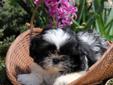Price: $600
Margie is a cute and friendly shih tzu puppy who loves to frolic and hop around with her siblings. She is family raised with children, health guaranteed, current on vaccines and wormer and vet checked. Contact the breeder if you are interested