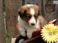 Price: $500
Beautiful! These little ones will be ready to go at 8 wks old and can be shipped by ground or air. Shetland Sheepdogs are usually owned by docters,lawyers and teachers (professionals)because of there intelligents. Easy to train, you will fall