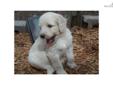 Price: $800
This advertiser is not a subscribing member and asks that you upgrade to view the complete puppy profile for this Maremma Sheepdog, and to view contact information for the advertiser. Upgrade today to receive unlimited access to
