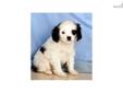Price: $375
Cavalier King Charles / Japanese Chin mix Up-to-date on vaccinations and ready to go. Shipping is available. Please call us for more details if you are interested... 570-966-2990 (calls only - no emails)
Source: