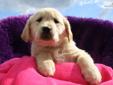 Price: $750
This advertiser is not a subscribing member and asks that you upgrade to view the complete puppy profile for this Golden Retriever, and to view contact information for the advertiser. Upgrade today to receive unlimited access to