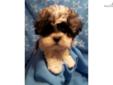 Price: $375
Marley is a maltese and shihtzu mix. He is very lovable and fluffy. He loves to play with other children and other pets. Marley is looking for his forever home. Shipping is available for a fee.
Source:
