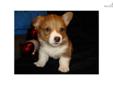 Price: $850
This advertiser is not a subscribing member and asks that you upgrade to view the complete puppy profile for this Corgi, and to view contact information for the advertiser. Upgrade today to receive unlimited access to NextDayPets.com. Your