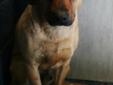 Geoffrey #104098 2 year male mix so sweet! Contact Debbie at drapphun@aol.com. Be a hero! Please adopt today! Adoption saves an animal whose life literally depends on getting a new home. Adopting a homeless animal is a generous act of compassion, and an