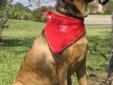 My name is Bourbon. They think I'm a Lab and Mastiff mix. I'm a smart, very loving, sweet large goofy fellow. I am also quite big, maybe 115lbs. However, I love to give hugs and kisses and would lay in your lap if you allowed me. I am I need a family with