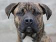 More about Brock Pet ID: 36484 ? Up-to-date with routine shots ? House trained ? Primary colors: Brindle, White or Cream ? Coat length: Short Brock's Contact Info Humane Society for Hamilton County , Noblesville, IN (317)773-4974 Email Humane Society for