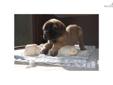 Price: $800
This advertiser is not a subscribing member and asks that you upgrade to view the complete puppy profile for this Mastiff, and to view contact information for the advertiser. Upgrade today to receive unlimited access to NextDayPets.com. Your