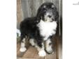 Price: $500
MOTHER'S DAY SPECIAL....PRICE REDUCTION!!! NON-SHEDDING & HYPOALLERGENIC! Mattie is RARE Flashy Phantom Sheepadoodle. Mattie is a wonderful eye catching little companion!! A Sheepadoodle is a cross between a Standard Poodle and an Olde English