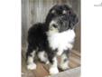 Price: $500
MOTHER'S DAY SPECIAL....PRICE REDUCTION!!! NON-SHEDDING & HYPOALLERGENIC! Mattie is RARE Flashy Phantom Sheepadoodle. Mattie is a wonderful eye catching little companion!! A Sheepadoodle is a cross between a Standard Poodle and an Olde English