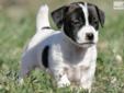 Price: $900
This advertiser is not a subscribing member and asks that you upgrade to view the complete puppy profile for this Jack Russell Terrier, and to view contact information for the advertiser. Upgrade today to receive unlimited access to
