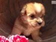 Price: $350
Gorgeous! These little ones will be ready to go at 8 wks old and can be shipped by ground or air. Shih Tzu?s are a healthy, happy little bundle of fur that will make you laugh day after day with there little arrogant personalities, they aren?t