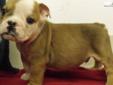 Price: $1600
Outgoing, loving, healthy male fawn & white english bulldog; AKC registered and comes with a pedigree, microchip, current vaccinations, and a one year health guarantee; shipping is available for an additional $300; please call or email...we