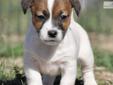 Price: $800
This advertiser is not a subscribing member and asks that you upgrade to view the complete puppy profile for this Jack Russell Terrier, and to view contact information for the advertiser. Upgrade today to receive unlimited access to