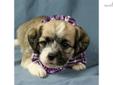 Price: $375
This little guy is ICA registered. He is a Pugglepoo. 1/2 Puggle, 1/2 Mini Poodle. Shipping charges are $250 with American Airlines. For more information, please visit our website at www.dogwoodacrepuppies.com, call 918 781 2503, or email .