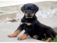 Price: $800
You will not be disappointed with this beautiful Rottweiler puppy. He is ACA registered, vet checked, vaccinated, wormed and comes with a 1 year genetic health guarantee. This puppy is friendly, spunky and ready to play! Please contact us for