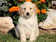 Price: $595
This Goldendoodle puppy will make a great addition to any family. She is vet checked, vaccinated, wormed and comes with a 1 year genetic health guarantee. This puppy is cute and spirited! Her date of birth is July 9th and her momma is a Golden