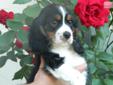 Price: $650
Whether he is wrestling with his brother or snuggling in our lap, Maximus is a precious guy. He loves everybody. He has a very sweet disposition ? a true Cavalier trait. His mother, Sammie, is a Tri Color and weighs 22 pounds and his dad,
