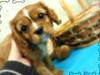 Price: $1500
MAXWELL IS A LITTLE RUBY AND WHITE CAVALIER KING CHARLES SPANIEL! HE IS ABSOLUTELY PRECIOUS!! HE IS UP TO DATE ON HIS VACCINATIONS, MICROCHIPPED, DR EXAMINED AND AKC REGISTERED! COME ON IN AND SEE HIM TODAY! HURRY UP, THESE DON'T LAST LONG!!