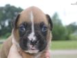 Price: $500
Beautiful Boxer puppies! They come with pet AKC registry, full registry is available for an additional cost. They come up to date on all shots. Shipping is available for $250 in most cases. I do this for the love of it and their health and