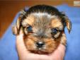 Price: $500
This advertiser is not a subscribing member and asks that you upgrade to view the complete puppy profile for this Yorkshire Terrier - Yorkie, and to view contact information for the advertiser. Upgrade today to receive unlimited access to