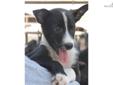 Price: $675
This advertiser is not a subscribing member and asks that you upgrade to view the complete puppy profile for this McNab, and to view contact information for the advertiser. Upgrade today to receive unlimited access to NextDayPets.com. Your