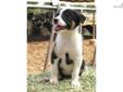 Price: $775
This advertiser is not a subscribing member and asks that you upgrade to view the complete puppy profile for this McNab, and to view contact information for the advertiser. Upgrade today to receive unlimited access to NextDayPets.com. Your