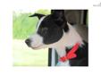 Price: $1000
This advertiser is not a subscribing member and asks that you upgrade to view the complete puppy profile for this McNab, and to view contact information for the advertiser. Upgrade today to receive unlimited access to NextDayPets.com. Your