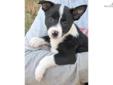 Price: $775
This advertiser is not a subscribing member and asks that you upgrade to view the complete puppy profile for this McNab, and to view contact information for the advertiser. Upgrade today to receive unlimited access to NextDayPets.com. Your