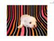 Price: $750
This advertiser is not a subscribing member and asks that you upgrade to view the complete puppy profile for this Maltese, and to view contact information for the advertiser. Upgrade today to receive unlimited access to NextDayPets.com. Your