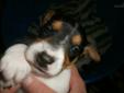 Price: $800
This advertiser is not a subscribing member and asks that you upgrade to view the complete puppy profile for this Jack Russell Terrier, and to view contact information for the advertiser. Upgrade today to receive unlimited access to