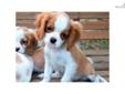 Price: $850
BUSTER IS AN ADORABLE MALE CAV FROM SMALL LINE (8-12 POUNDS). EXTREMELY HEALTHY, EATING DRY FOOD ALREADY WELL, AND VERY PLAYFUL. CAVALIERS ARE THE PERFECT FAMILY PET, HANDS DOWN. HE WILL BE IN THE 8-12 POUND RANGE AS AN ADULT. PREVIOUS LITTERS