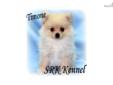 Price: $400
Timone is a beautiful, striking creme with an amazing hair coat. He has such a sweet personality, loves to snuggle and cuddle! He?s very outgoing but not too eager, nor reserved. He will greet you every morning with a "good morning, I love