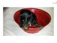 Price: $300
Price lowered for CHRISTMAS SPECIAL. This sweet little girl is a black and tan long hair. Visit our website @ CaliforniaGoDoxieGo.com
Source: http://www.nextdaypets.com/directory/dogs/f28440b1-9101.aspx