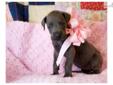 Price: $1000
This advertiser is not a subscribing member and asks that you upgrade to view the complete puppy profile for this Great Dane, and to view contact information for the advertiser. Upgrade today to receive unlimited access to NextDayPets.com.