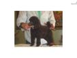 Price: $800
POODLE AKC FULL REGISTRATION - STANDARD SIZE PUPPIES - -- SIRE 100% TOP CH OSEA LINES PUPS WILL HAVE FIRST SHOTS AND WORMED TO DATE- TAILS DOCKED -SHOW LENGTH- DEWCLAWS REMOVED- -ALL -GOOD TYPE -PEDIGREE INFORMATION CAN BE SEEN ON POODLE
