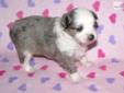 Price: $1500
This advertiser is not a subscribing member and asks that you upgrade to view the complete puppy profile for this Miniature Australian Shepherd, and to view contact information for the advertiser. Upgrade today to receive unlimited access to