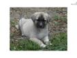 Price: $800
This advertiser is not a subscribing member and asks that you upgrade to view the complete puppy profile for this Anatolian Shepherd, and to view contact information for the advertiser. Upgrade today to receive unlimited access to