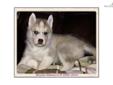 Price: $850
This advertiser is not a subscribing member and asks that you upgrade to view the complete puppy profile for this Siberian Husky, and to view contact information for the advertiser. Upgrade today to receive unlimited access to NextDayPets.com.