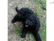 Price: $1250
Charlotte is a fantastic pal. She?s a pretty, fun loving F1b Labradoodle. Charlotte can be shipped to most major airports for $325. This will bring her home to you healthy and up to date on his vaccinations. Charlotte?s ready to become a part