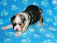 Price: $500
This advertiser is not a subscribing member and asks that you upgrade to view the complete puppy profile for this Miniature Australian Shepherd, and to view contact information for the advertiser. Upgrade today to receive unlimited access to