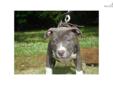 Price: $2800
This advertiser is not a subscribing member and asks that you upgrade to view the complete puppy profile for this American Pit Bull Terrier, and to view contact information for the advertiser. Upgrade today to receive unlimited access to