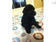 Price: $600
Black Whoodle 8wks old male. The mother is registered AKC Wheaten Terrier and father reg. AKC Standard Poodle. He is a sweet little teddy bear.
Source: http://www.nextdaypets.com/directory/dogs/120c0509-a111.aspx