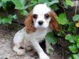 Price: $1000
Meet James. He?s a sweet Blenheim Cavalier. Bring adventure into your life with this daring little guy! James can be shipped if needed to most major airports for a fee of $325, which will get him home to you up to date on his vaccinations and