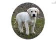 Price: $1500
This advertiser is not a subscribing member and asks that you upgrade to view the complete puppy profile for this Labrador Retriever, and to view contact information for the advertiser. Upgrade today to receive unlimited access to