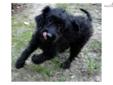 Price: $1250
Pam is a cute Goldendoodle. She loves to play! Pam can be shipped if needed to most major airports for a fee of $325, which will get her home to you up to date on her vaccinations and in perfect health. She never meets a stranger. Don?t miss