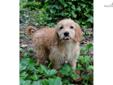 Price: $1250
Roslynn is an excellent pal. She?s a pretty, fun loving Goldendoodle. Roslynn can be shipped to most major airports for $325. This will bring her home to you healthy and up to date on his vaccinations. Roslynn ready to become a part of your