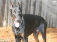 Price: $550
LEGION IS A TRULY MAGNIFICENT BLACK MALE WITH RICH MAHOGANY MARKINGS. HE IS THE SON OF WORLD CHAMPION PIERCE PATRICK OD TELEPA, GRANDSON OF INTERNATIONAL CHAMPION EROS ESMERALD DI ALTOBELLO, & GREAT GRANDSON OF TRI INTERNATIONAL CHAMPION