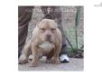 Price: $800
This advertiser is not a subscribing member and asks that you upgrade to view the complete puppy profile for this American Bully, and to view contact information for the advertiser. Upgrade today to receive unlimited access to NextDayPets.com.